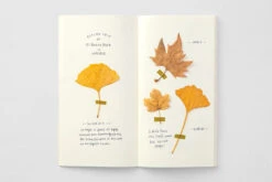 Traveler's Notebook Regular Refill 025 - Blank, Cream Paper 14 Traveler's Notebook Regular Refill 025 - Blank, Cream Paper -Office Supply Series Store TN Regular 025 stock2