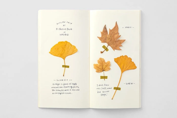 Traveler's Notebook Regular Refill 025 - Blank, Cream Paper 8 Traveler's Notebook Regular Refill 025 - Blank, Cream Paper - Image 6